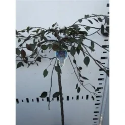 Rode Treursierappel Op Stam (Malus 'Royal Beauty') -Tuinplantenwinkel malus royal beauty 100cm