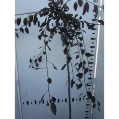 Rode Treursierappel Op Stam (Malus 'Royal Beauty') -Tuinplantenwinkel malus royal beauty 130cm