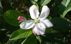 Appelboom (Malus Domestica 'Elstar') -Tuinplantenwinkel maluselstarbloesem01 2 1