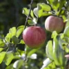 Appelboom (Malus Domestica 'Elstar')