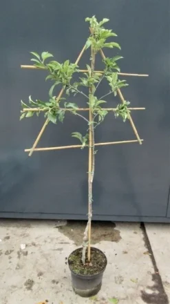 Lei-Appel (Malus Domestica 'Topaz')