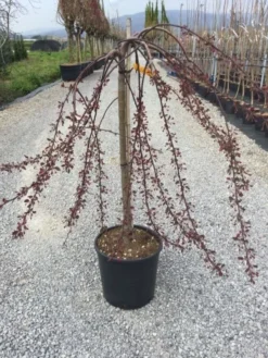 Rode Treursierappel Op Stam (Malus 'Royal Beauty') -Tuinplantenwinkel malusroyalbeauty01