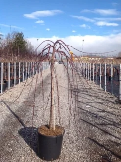 Rode Treursierappel Op Stam (Malus 'Royal Beauty') -Tuinplantenwinkel malusroyalbeauty02