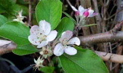 Appelboom (Malus Domestica 'Summerred') -Tuinplantenwinkel malussummerredbloesem01 1