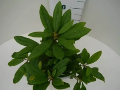 Rhododendron (Rhododendron 'Marcel Menard') 24 Rhododendron (Rhododendron 'Marcel Menard') -Tuinplantenwinkel marcel mennard c2 boven