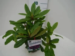 Rhododendron (Rhododendron 'Marcel Menard') 25 Rhododendron (Rhododendron 'Marcel Menard') -Tuinplantenwinkel marcel mennard c2 zij 1