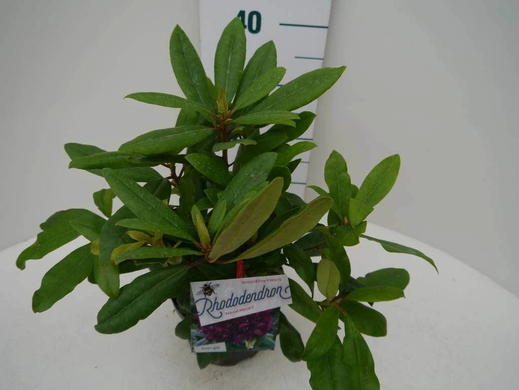 Rhododendron (Rhododendron 'Marcel Menard') 6 Rhododendron (Rhododendron 'Marcel Menard') - Afbeelding 6