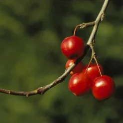 Sierappel (Malus 'Red Sentinel') -Tuinplantenwinkel marsenti 17