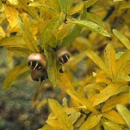 Mispel (Mespilus Germanica) 6 Mispel (Mespilus Germanica) - Afbeelding 6
