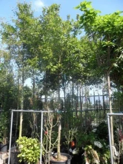 Mispel (Mespilus Germanica) 15 Mispel (Mespilus Germanica) -Tuinplantenwinkel mespilus germanica 18 20ho cont