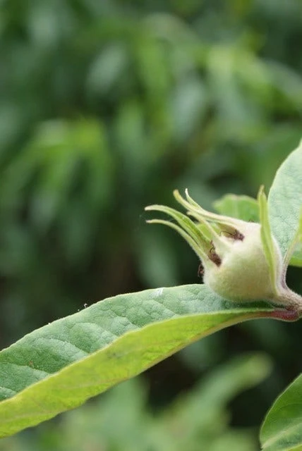 Mispel (Mespilus Germanica) 3 Mispel (Mespilus Germanica) - Afbeelding 3