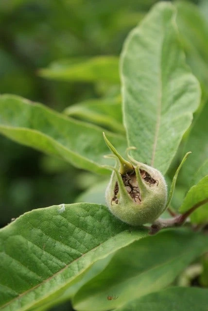 Mispel (Mespilus Germanica) 8 Mispel (Mespilus Germanica) - Afbeelding 8