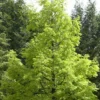 Watercipres (Metasequoia Glyptostroboides)