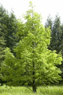 Watercipres (Metasequoia Glyptostroboides)