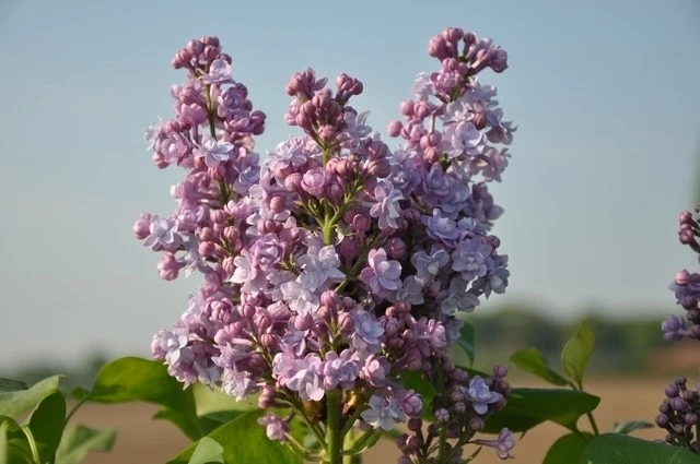 Sering (Syringa Vulgaris 'Michel Buchner') 3 Sering (Syringa Vulgaris 'Michel Buchner') - Afbeelding 3