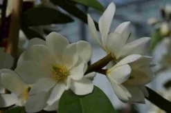 Michelia 'Fairy Magnolia White' 7 Michelia 'Fairy Magnolia White' -Tuinplantenwinkel michelia fairy magnolia blush 2