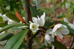 Michelia 'Fairy Magnolia White' -Tuinplantenwinkel michelia fairy magnolia blush 3