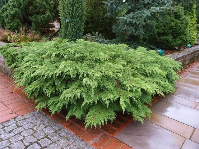 Valse Jeneverbes (Microbiota Decussata) 4 Valse Jeneverbes (Microbiota Decussata) - Afbeelding 4