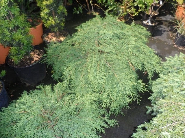 Valse Jeneverbes (Microbiota Decussata) 3 Valse Jeneverbes (Microbiota Decussata) - Afbeelding 3