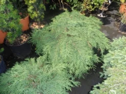 Valse Jeneverbes (Microbiota Decussata) -Tuinplantenwinkel microbiota decussata 60 80 c12