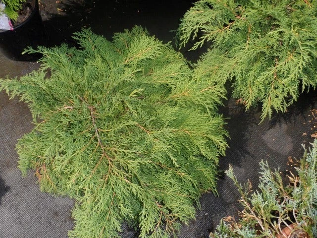 Valse Jeneverbes (Microbiota Decussata) 2 Valse Jeneverbes (Microbiota Decussata) - Afbeelding 2