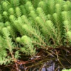 Diamantkruid (Myriophyllum 'Red Stem')