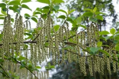 Staartaar (Stachyurus Praecox) -Tuinplantenwinkel moja00886 1 1