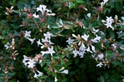 Abelia Op Rek (Abelia Grandiflora)
