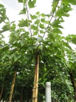 Zwarte Moerbei Als Boom (Morus Nigra) -Tuinplantenwinkel morus