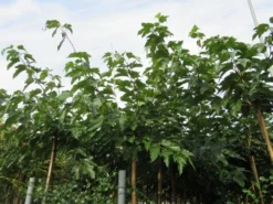 Zwarte Moerbei Als Boom (Morus Nigra) -Tuinplantenwinkel morus 2