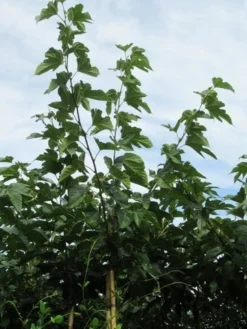 Zwarte Moerbei Als Boom (Morus Nigra) -Tuinplantenwinkel morus 3