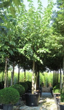 Zwarte Moerbei Als Boom (Morus Nigra) -Tuinplantenwinkel morus 4 1