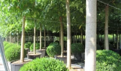 Zwarte Moerbei Als Boom (Morus Nigra) -Tuinplantenwinkel morus 5 1