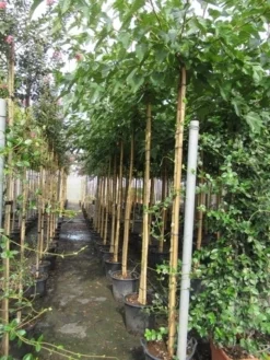 Zwarte Moerbei Als Boom (Morus Nigra) -Tuinplantenwinkel morus 8 10