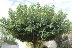 Dakmoerbei (Morus Alba 'Macrophylla') -Tuinplantenwinkel morus alba02