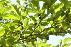 Dakmoerbei (Morus Alba 'Macrophylla') -Tuinplantenwinkel morus alba03 1