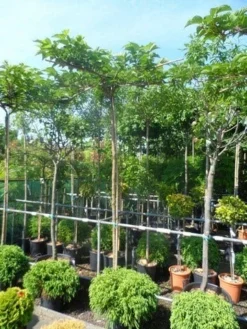 Dakmoerbei (Morus Alba 'Macrophylla') -Tuinplantenwinkel morus alba macrophylla 10 12ho cont. dakvorm