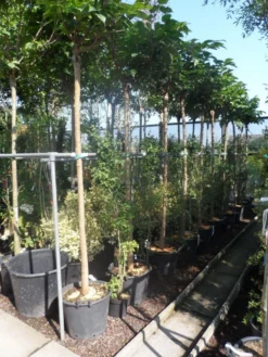 Dakmoerbei (Morus Alba 'Macrophylla') -Tuinplantenwinkel morus alba macrophylla 14 16ho cont