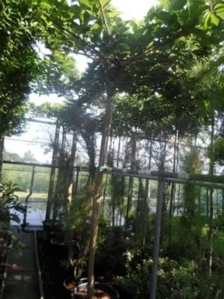 Dakmoerbei (Morus Alba 'Macrophylla') -Tuinplantenwinkel morus alba macrophylla 14 16ho cont. dakvorm