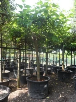 Dakmoerbei (Morus Alba 'Macrophylla') -Tuinplantenwinkel morus alba macrophylla 35 40ho c500 dakvorm