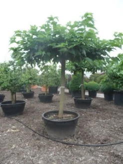 Dakmoerbei (Morus Alba 'Macrophylla') -Tuinplantenwinkel morus alba macrophylla 35 40ho c500 natuurlijke dakvorm