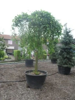 Moerbei Als Treurboom (Morus Alba 'Pendula') -Tuinplantenwinkel morus alba pendula 35 40ho c500 1
