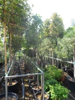 Moerbei Als Treurboom (Morus Alba 'Pendula') -Tuinplantenwinkel morus alba pendula 8 10 12ho cont 1