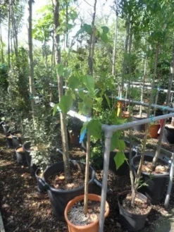 Moerbei Als Treurboom (Morus Alba 'Pendula') -Tuinplantenwinkel morus alba pendula halfstam c20