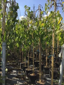 Moerbei Als Treurboom (Morus Alba 'Pendula') -Tuinplantenwinkel morus laba pendula 8 10 1