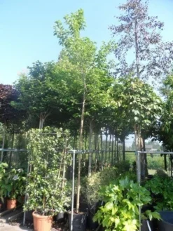 Zwarte Moerbei Als Boom (Morus Nigra) -Tuinplantenwinkel morus nigra 12 14ho cont