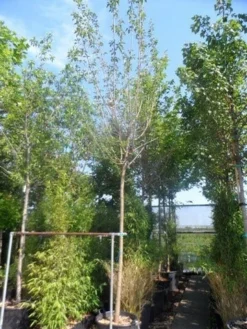 Zwarte Moerbei Als Boom (Morus Nigra) -Tuinplantenwinkel morus nigra 14 16ho cont