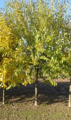 Zwarte Moerbei Als Boom (Morus Nigra) -Tuinplantenwinkel morus nigra 1