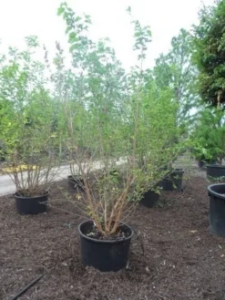 Zwarte Moerbei Als Boom (Morus Nigra) -Tuinplantenwinkel morus nigra 250 300 350 c160 1