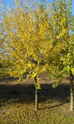 Zwarte Moerbei Als Boom (Morus Nigra) -Tuinplantenwinkel morus nigra 2 1